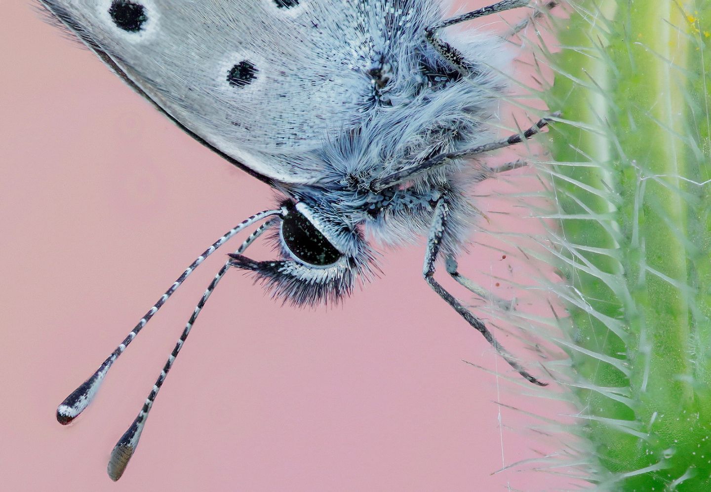 Lycaenidae - Aricia agestis